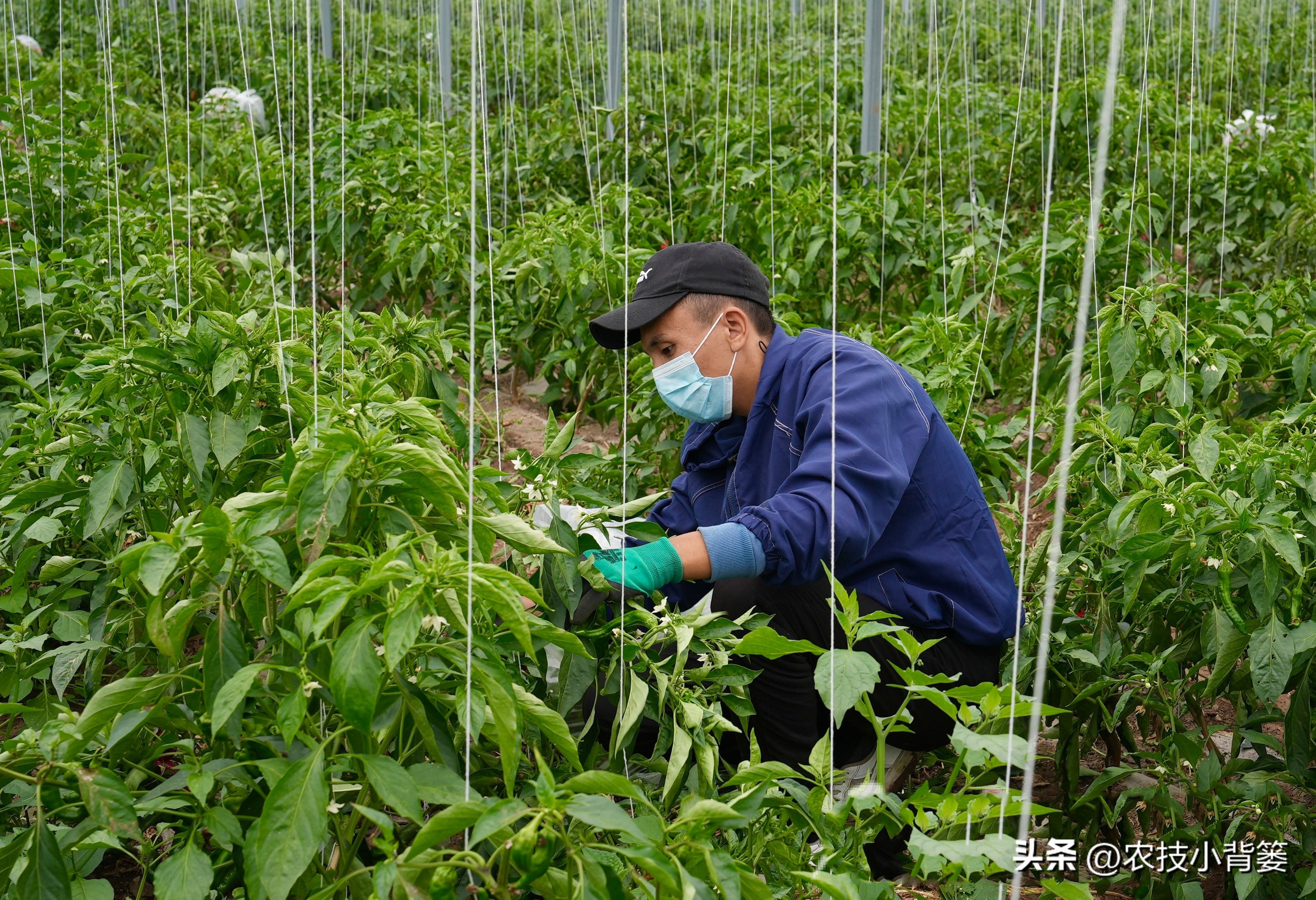 磷肥过量施用会怎样,磷元素缺乏有什么危害