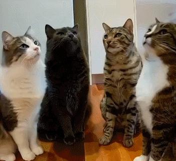 哪种猫最通人性好看又好养,猫界中最通人性的几种猫你养了吗