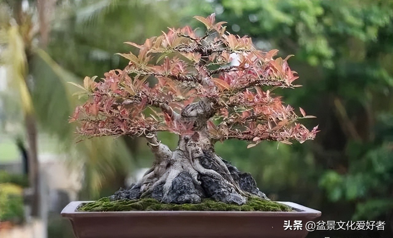 盆景枝条蟠扎后如何正确拿弯,大型松树盆景拿弯过程视频