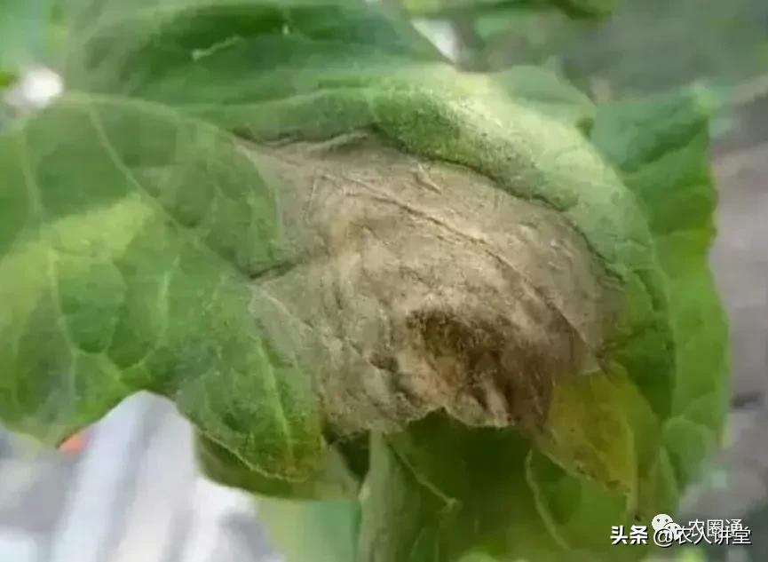 西红柿灰霉病的防治方法,西红柿灰霉病可以用烟熏剂吗