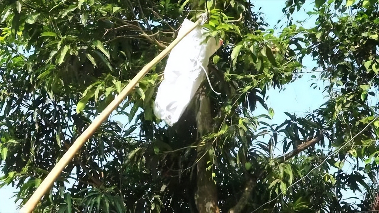 丛林探险美食大全,真正的丛林美食有哪些