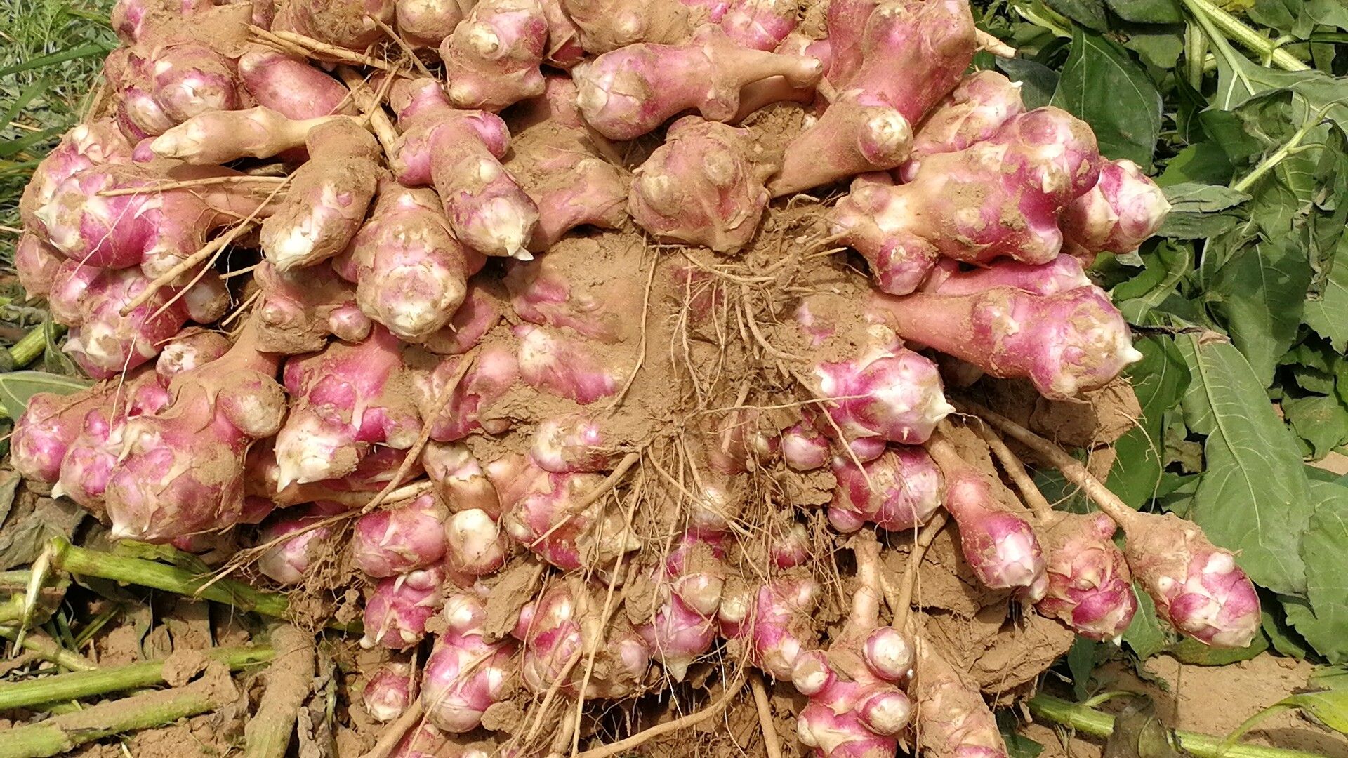 自己种的洋姜腌制成小菜,洋姜腌菜的方法和步骤