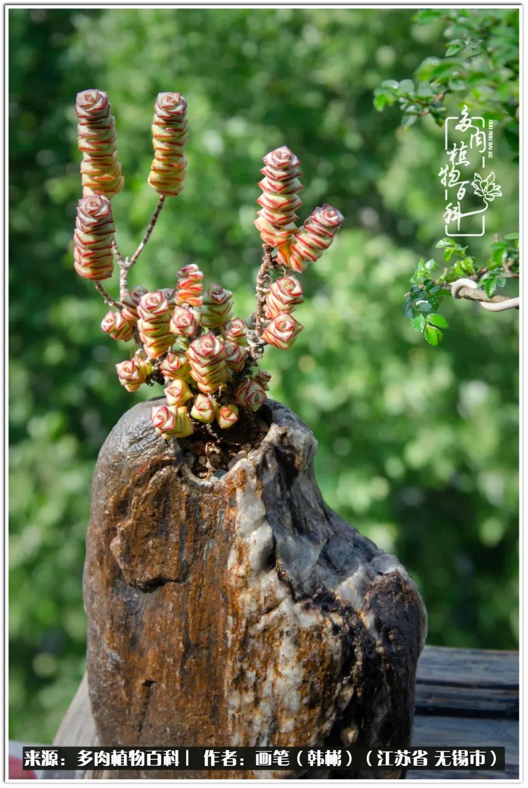 盆景多肉常遇到的问题,多肉盆景无穷小