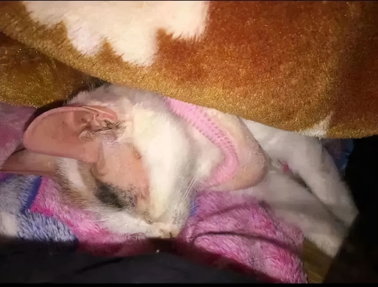 猫咪得了猫癣人怎么办,猫咪猫癣怎么治好得快