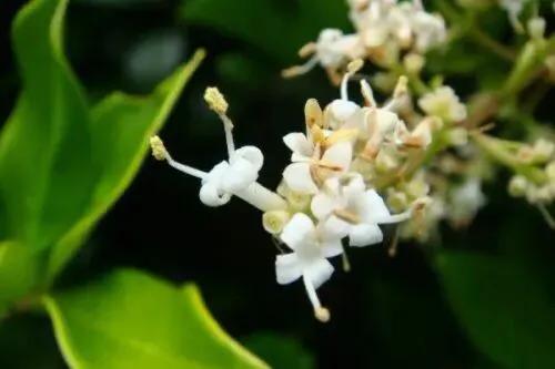 女贞有毒吗,大叶女贞又叫火炮树