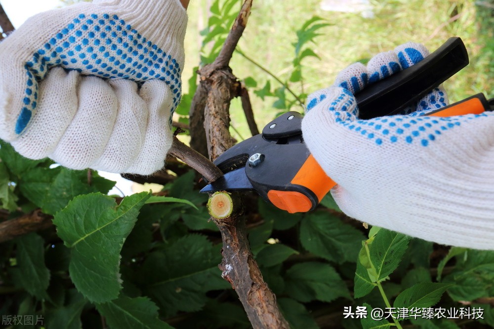 苹果树春季能剪枝吗,苹果树几月份修剪施肥