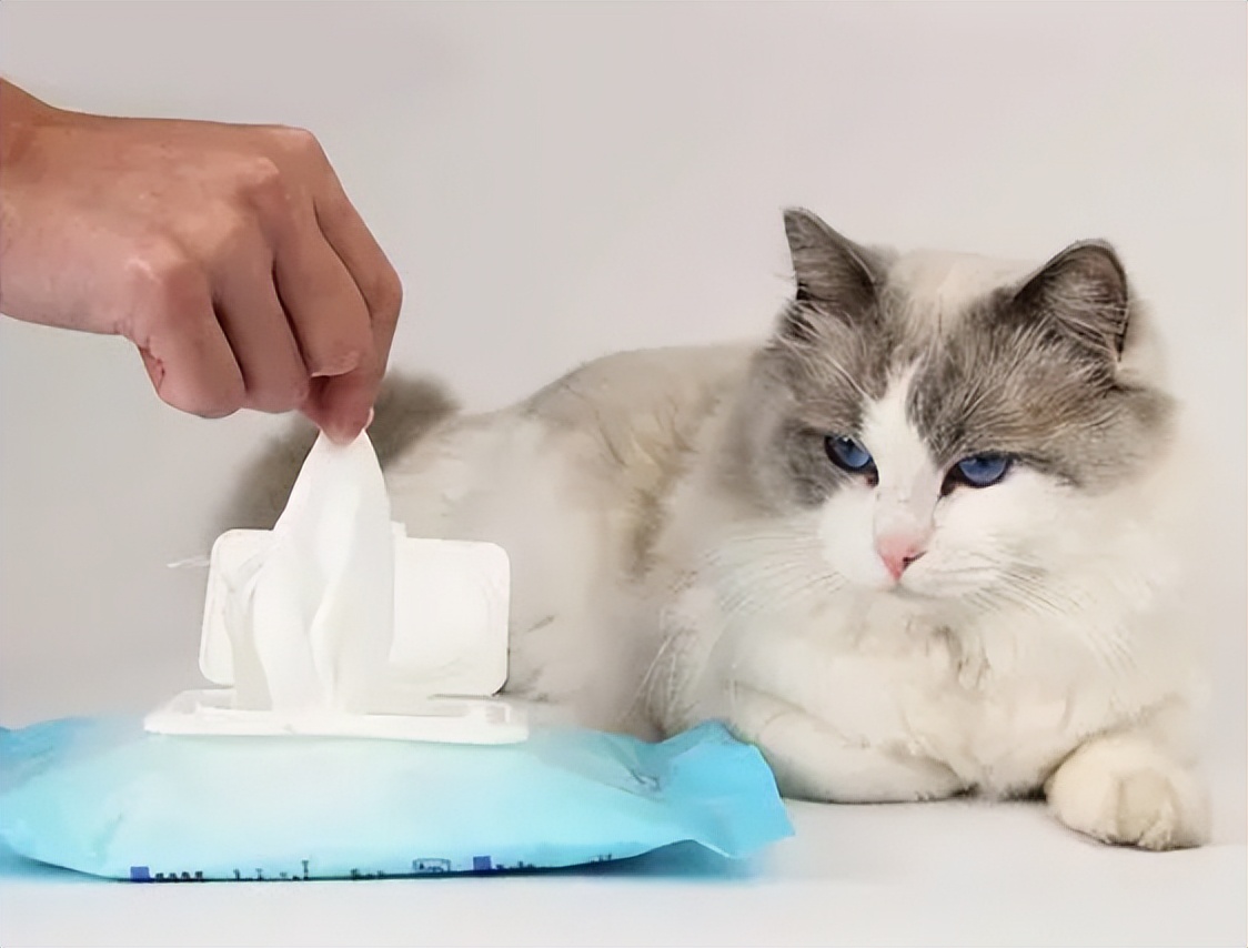 新手养猫不迷路，第一次养猫准备这些就够了