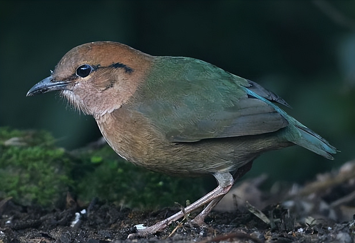 50张最佳鸟类摄影作品,鸟儿大全大图