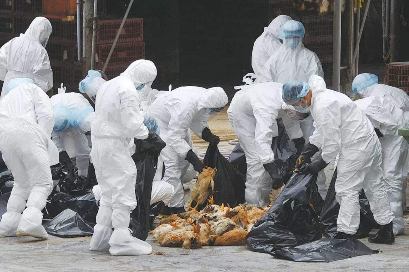 一年吃6亿只鸡,中国一年吃掉近50亿只白羽肉鸡