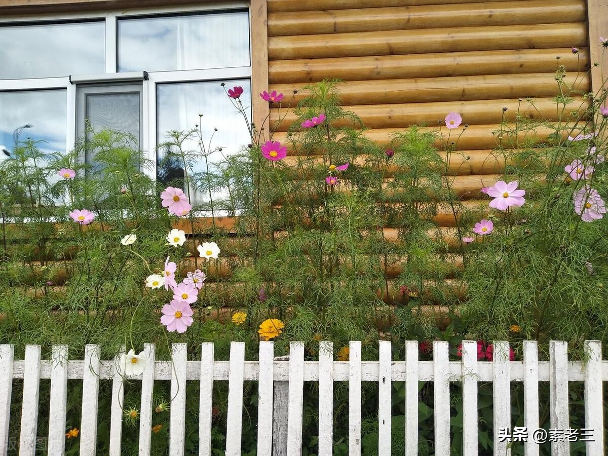 女作家去做保姆15年,女作家去做保姆奇葩的理由