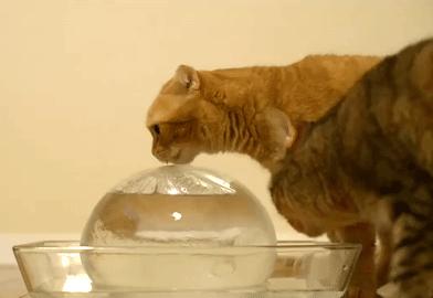 夏天天气很热猫和狗怎么养,为什么猫狗夏天不热