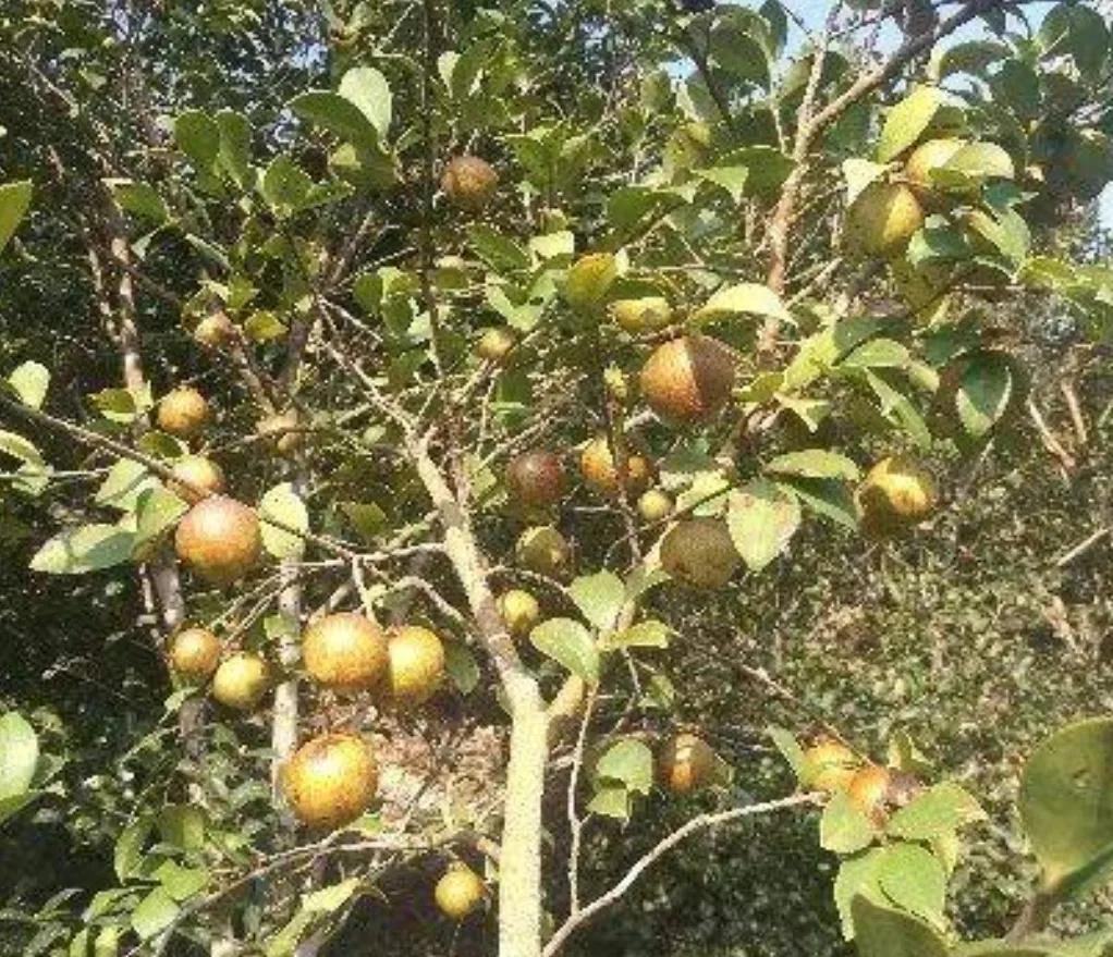 茶油功效卓越干倒橄榄油，为何很少人吃，是太贵买不起？