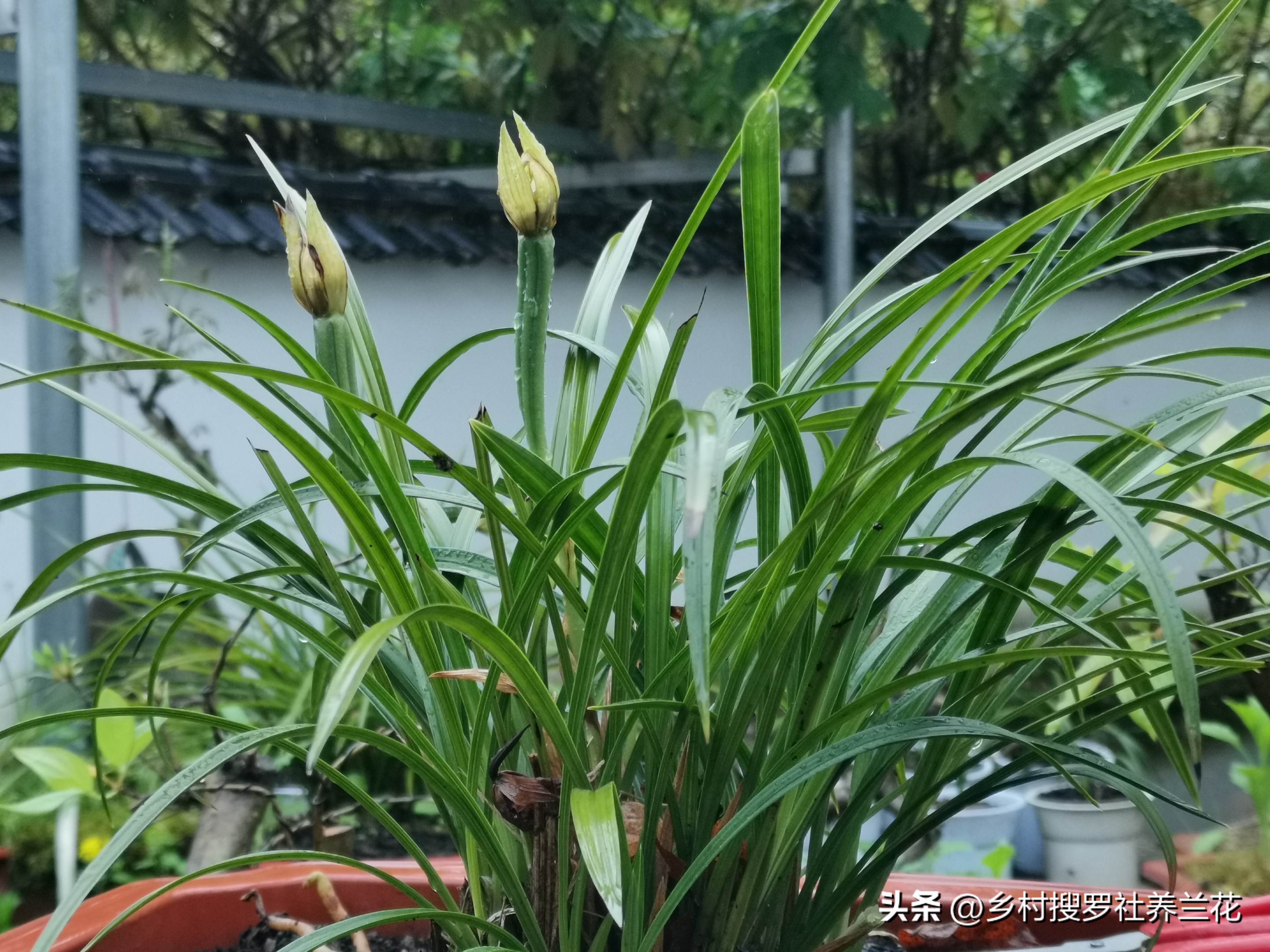 蕙兰盆栽春季养护注意事项有哪些,养蕙兰开花时的最佳方法