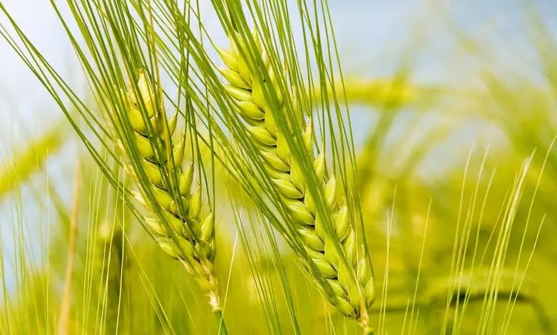 澶╂触鏉戦┈鐏簡,澶╂触鏉戦┈