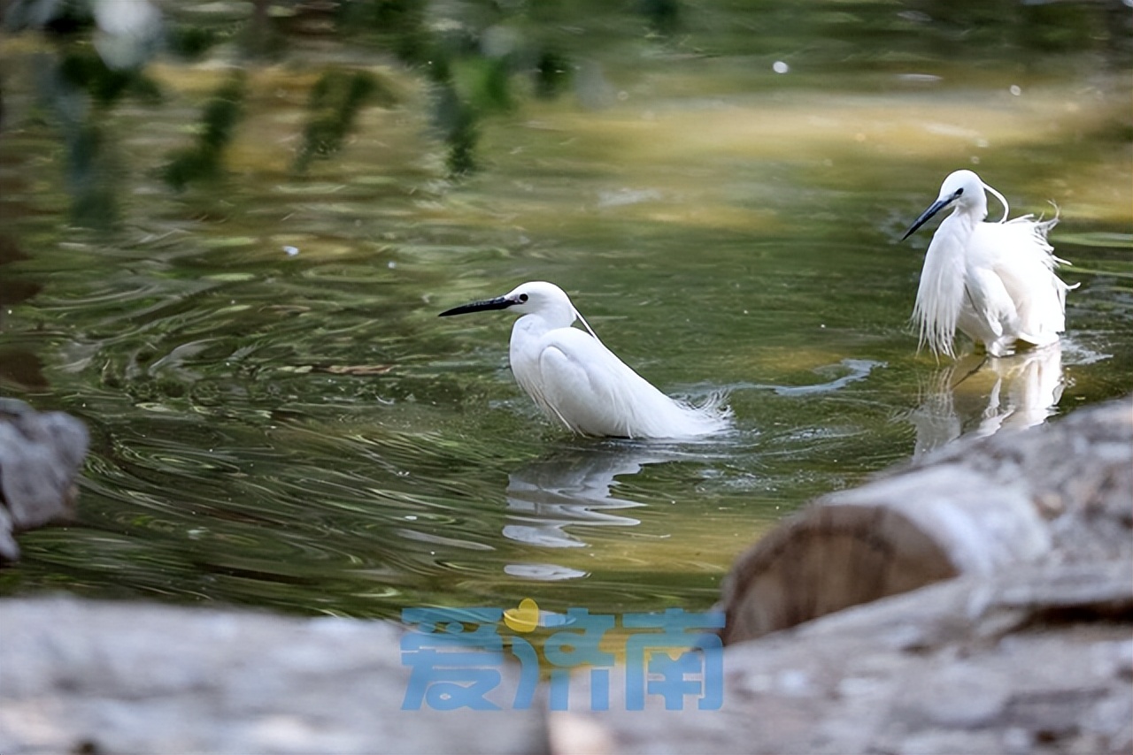 夏色初染泉城一起来找找济南府里的中国色吧~