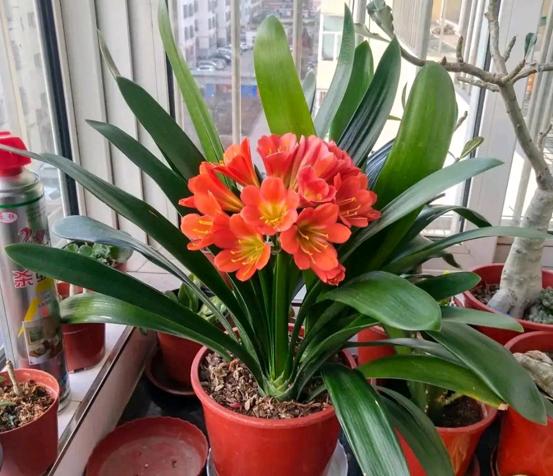 100种花能养在阳台上，50种开花的，40种绿植，10种蔬果