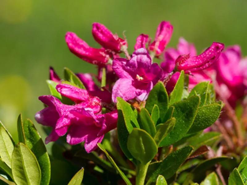 国色天香秀色可餐的美女 (秀色可餐与国色天香)