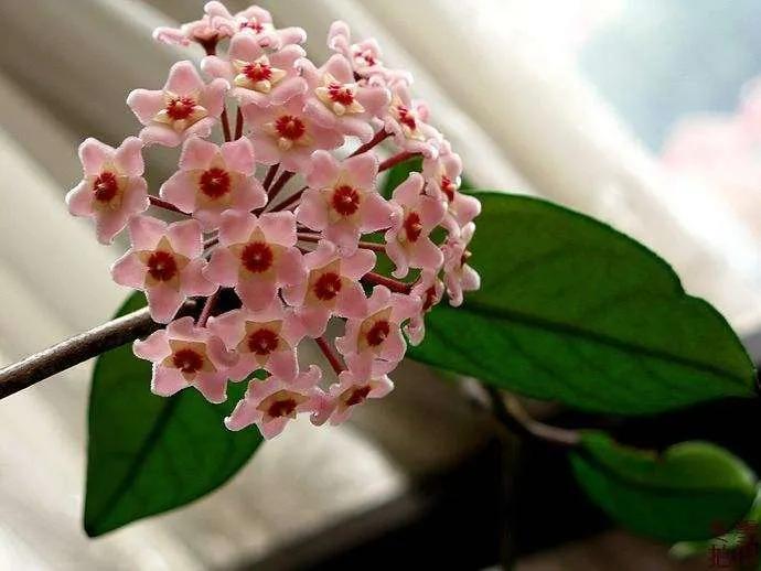 球兰花盛开瞬间,球兰花开完整版