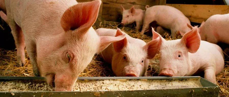 农村穷小子，借钱养猪，把3.1万变成1700亿，成河南首富，凭啥？