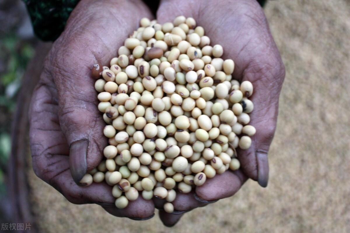 大豆未来一月价格行情最新,今年下半年大豆价格会怎样