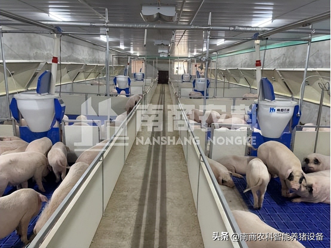 养猪人的真实感悟,养猪人的感悟和图片高清