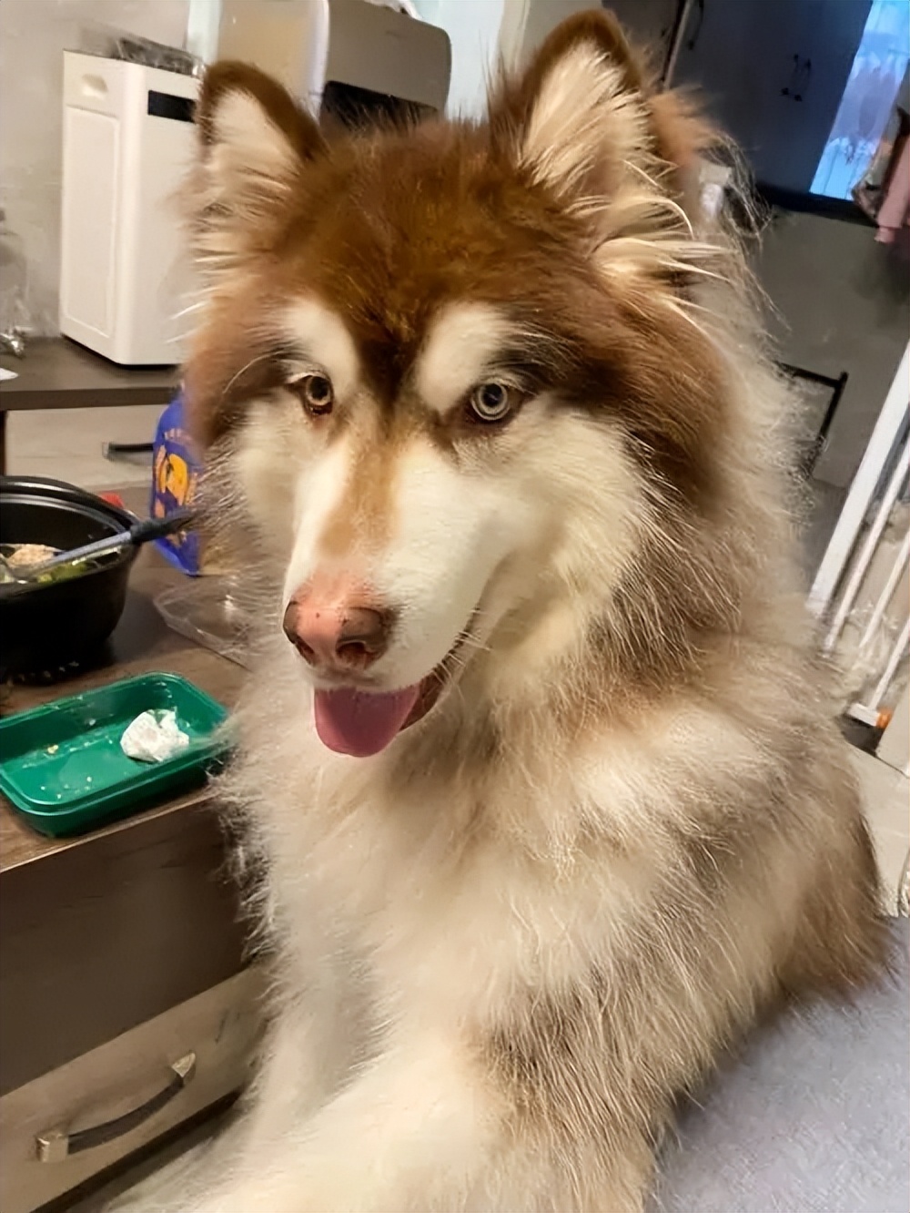 阿拉斯加犬的优点与缺点,搜索阿拉斯加的优点和缺点