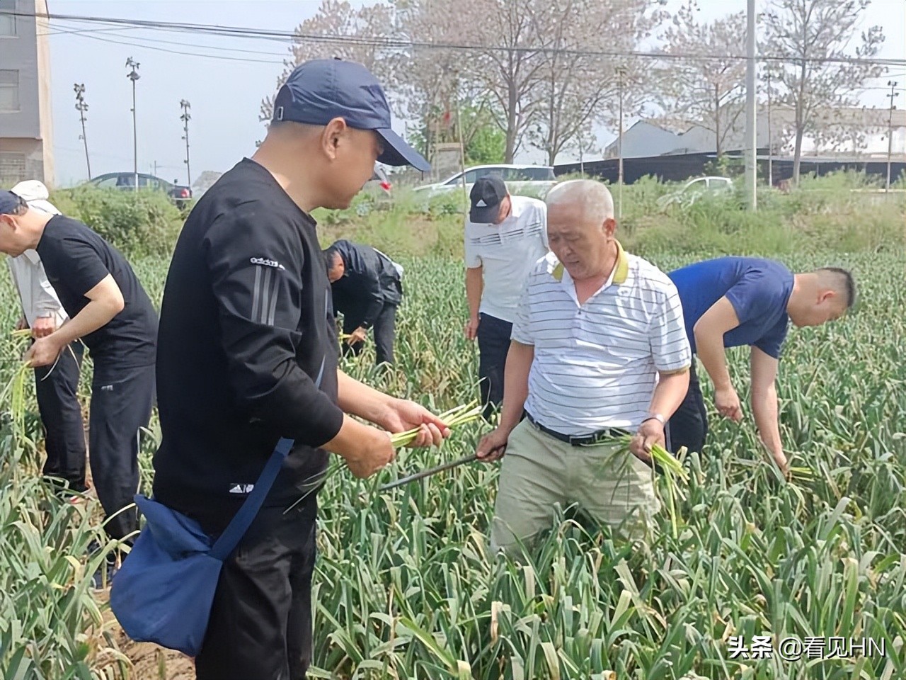 开封20多名球迷赴杞县帮助蒜农收蒜、抽蒜薹