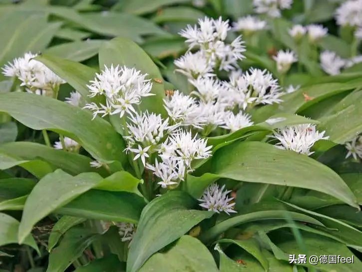 小知识超市,德国蔬菜有哪些