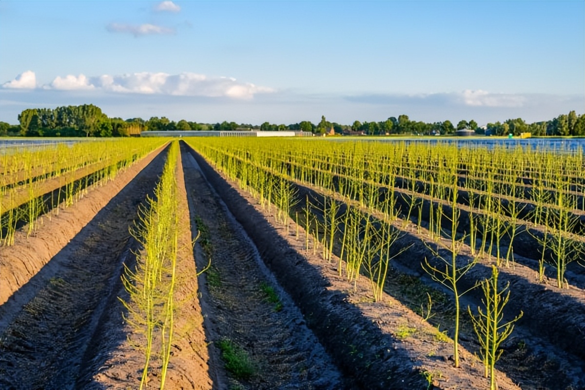 家庭菜园种植芦笋采摘视频,芦笋的家庭种植方法大全