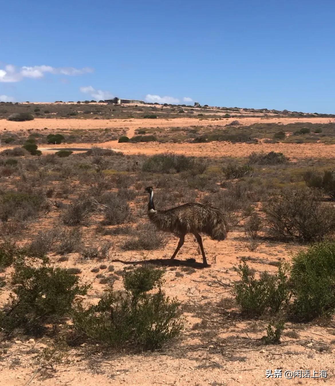 离谱！上海一女生竟把别人家的国宝当作宠物养