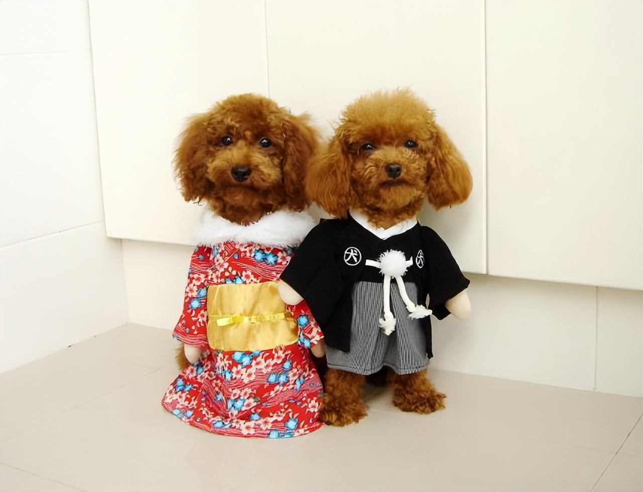 泰迪频繁“舔人”，是想告诉你这6件事，别再忽略了