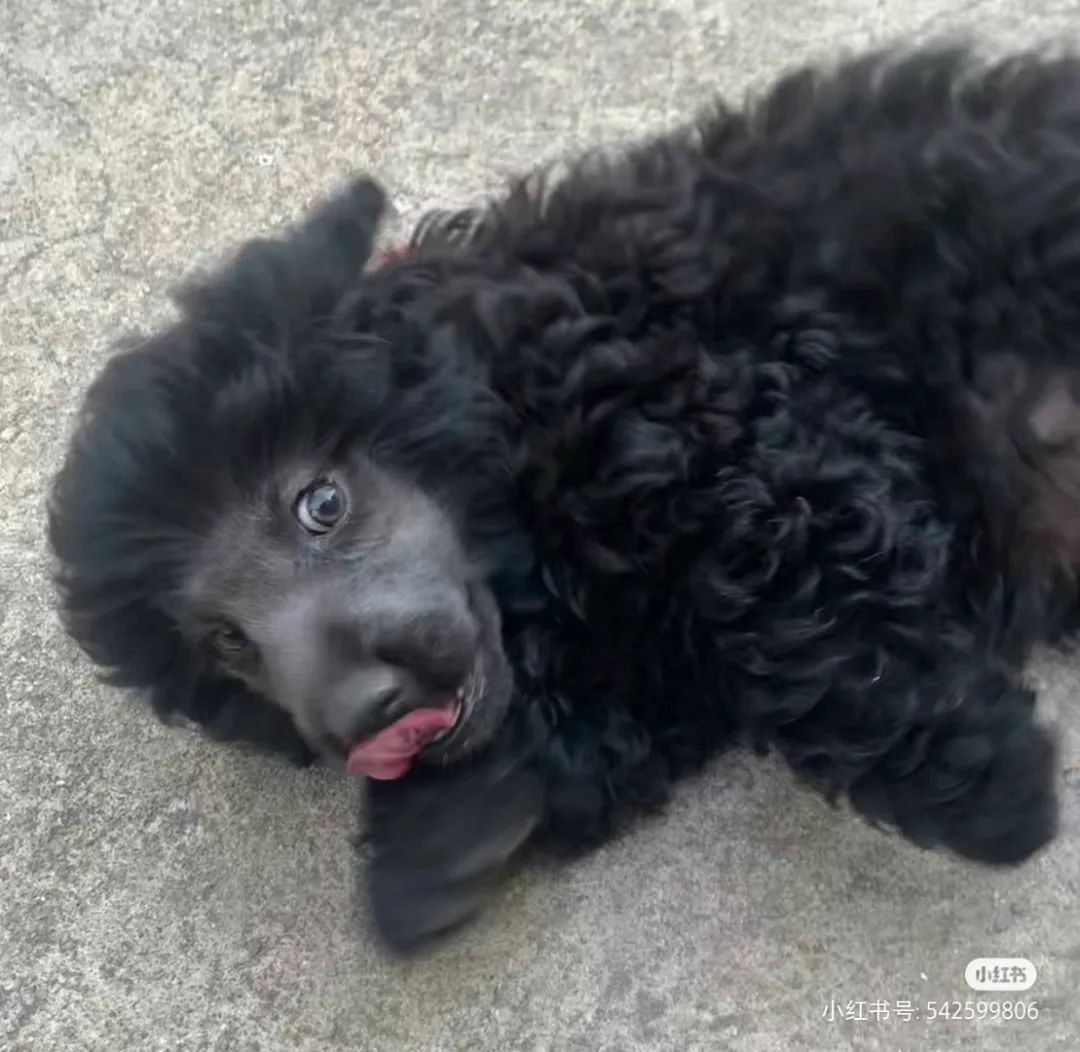 谁懂啊！回南天的养狗人家，惨过住鸡圈！pang臭！