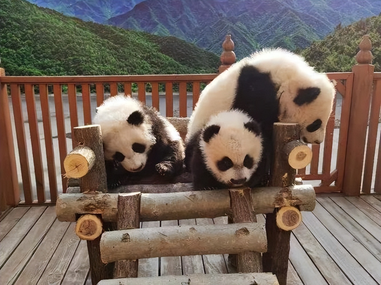 为什么加拿大养不起大熊猫,加拿大养不起熊猫