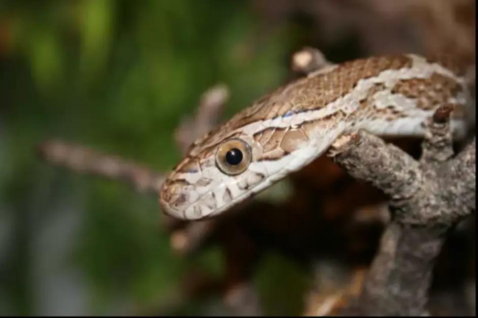 「原来欧洲有这么多种蛇？！」偷师卡塞尔的豢龙大师·下