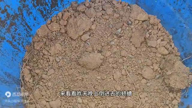 楼顶阳光房种菜怎么才没有虫子,楼顶种菜防虫子