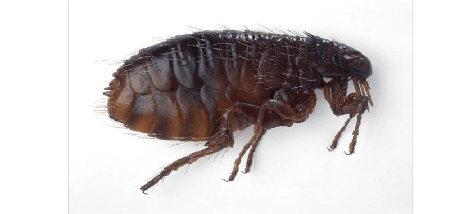 除跳蚤的喷雾,跳蚤药喷雾剂除蚤速度