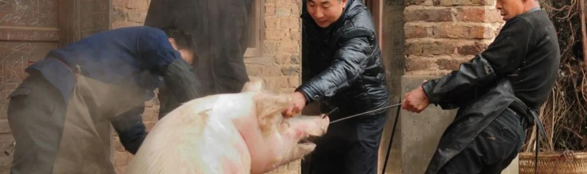 小猪佩奇古诗词故事,小猪佩奇游子吟