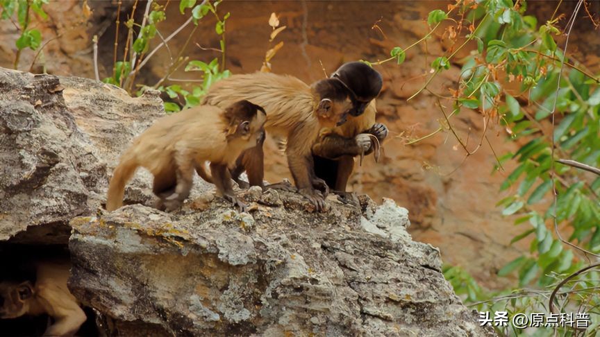 金丝猴是世界上最美猴子吗,世界上最濒危的猴子是什么猴