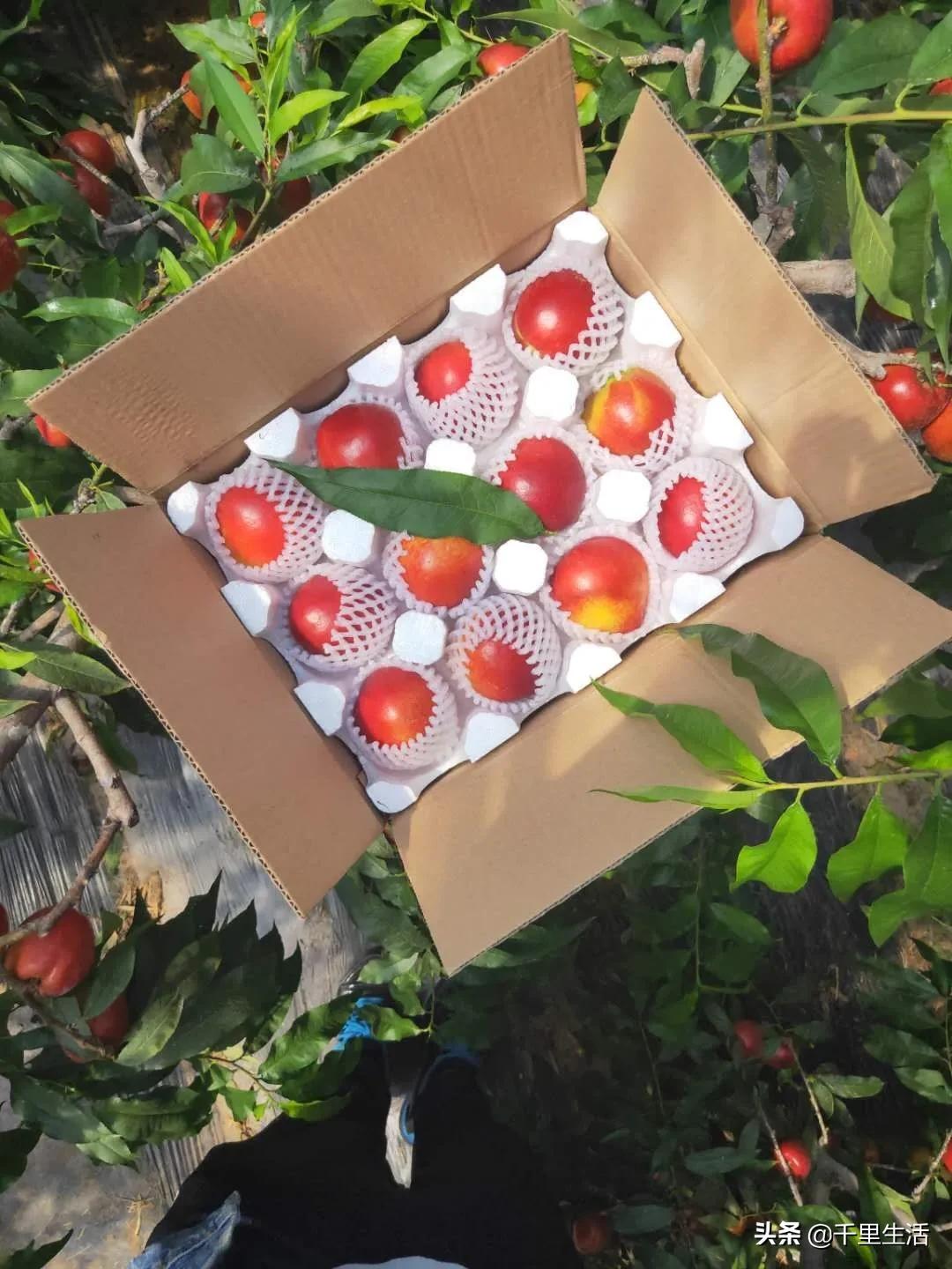 桃子熟了山东蒙阴黄桃,蒙阴蜜桃中国三大名桃