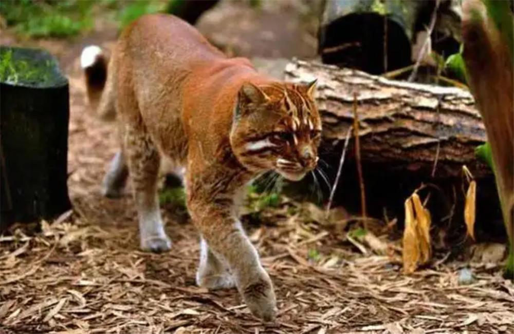 罕见金丝猴与羚牛野外同框,羚牛罕见现身甘肃尕海则岔保护区