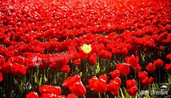 三星samsung55英寸oled测评,三星lsp9t评测