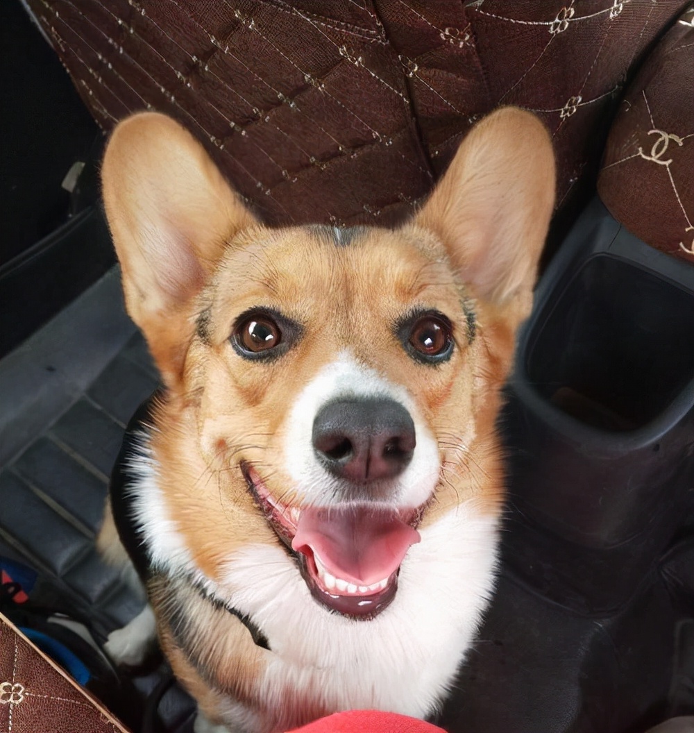 柯基犬容易患什么眼疾,柯基犬的常见疾病是什么怎么解决