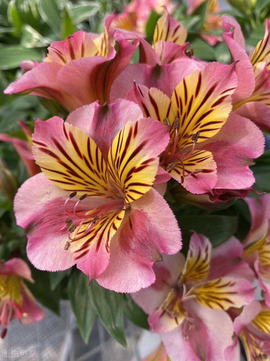 100种迷人的“数字花”,从零到一百万,真是太神奇了