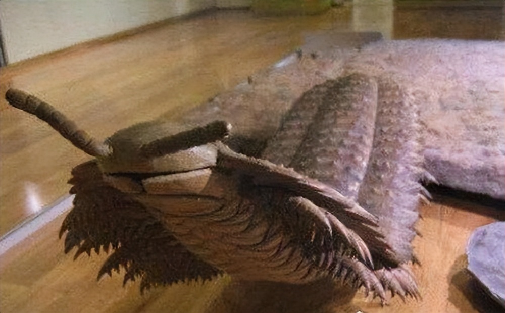 很久以前的蜈蚣最大能长到多大,史上最大的蜈蚣长1000厘米