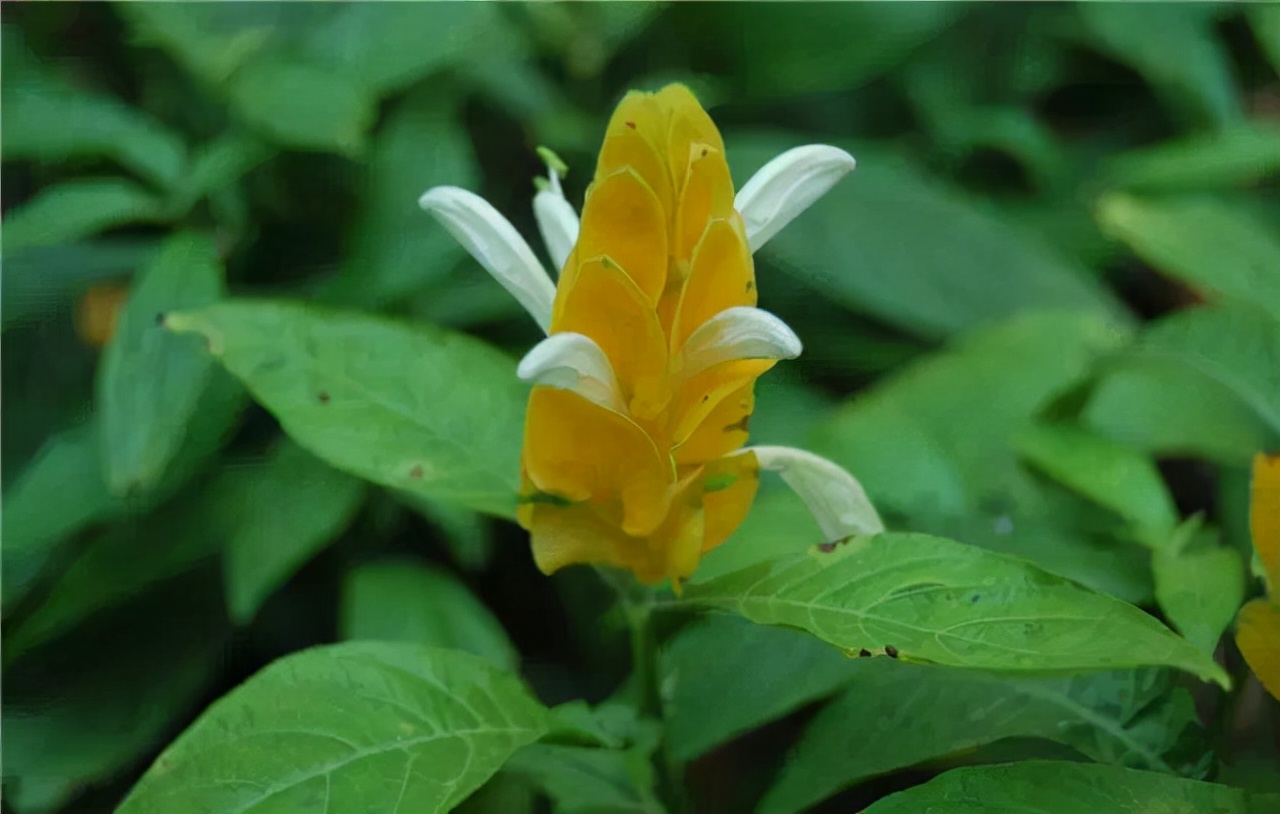 公园路边植物图片,路边的小植物有哪些