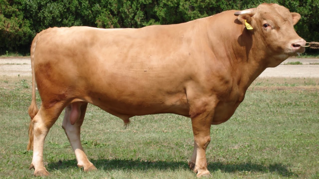 日本和牛好不好吃,日本和牛等级性价比最高