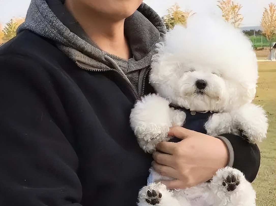 比熊犬的六个缺点是什么,比熊犬的优缺点及性格分析