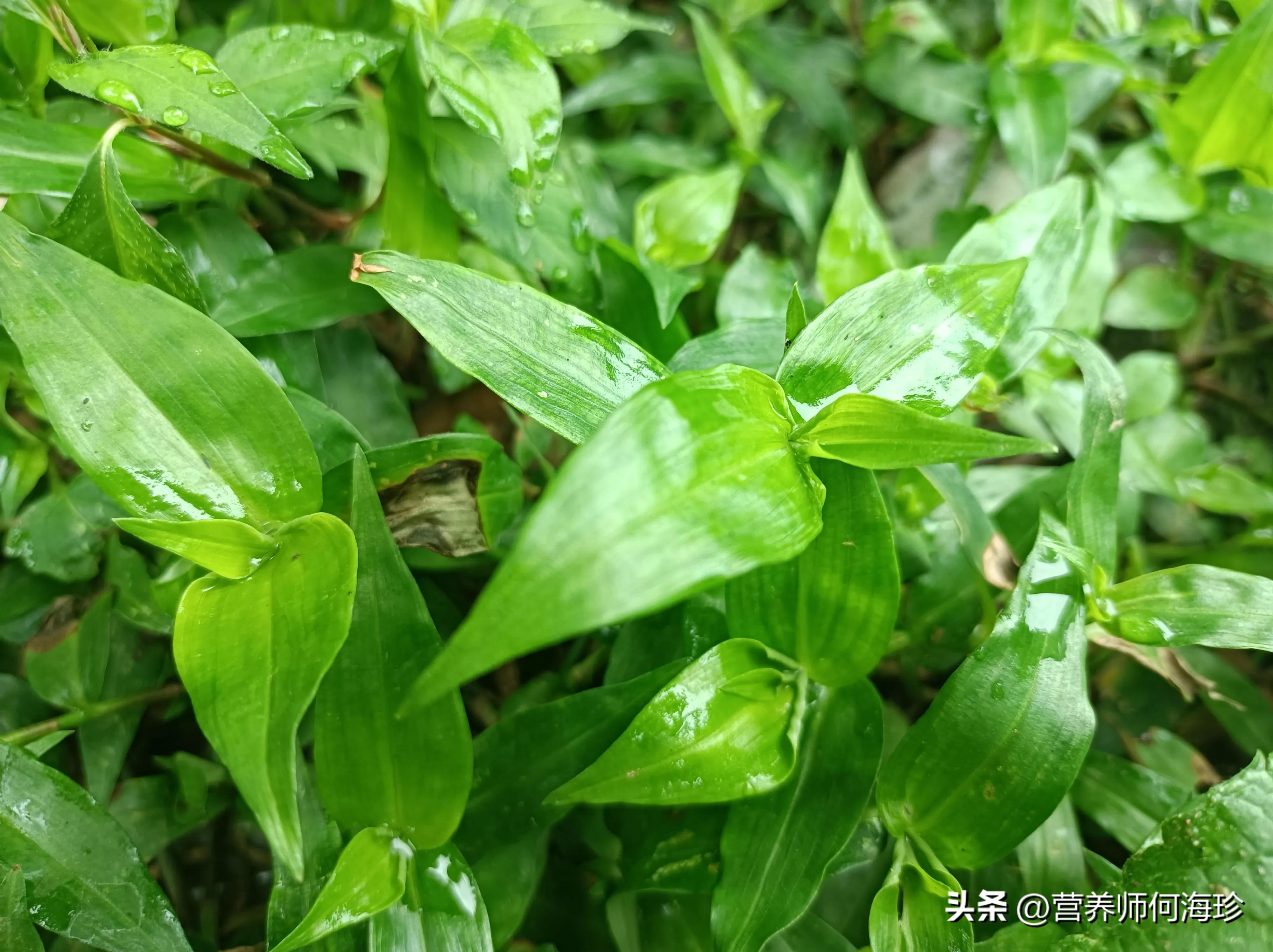 花朵像蝴蝶，曾用来喂猪，懂它的人称为“泻火草”，如今十分珍贵