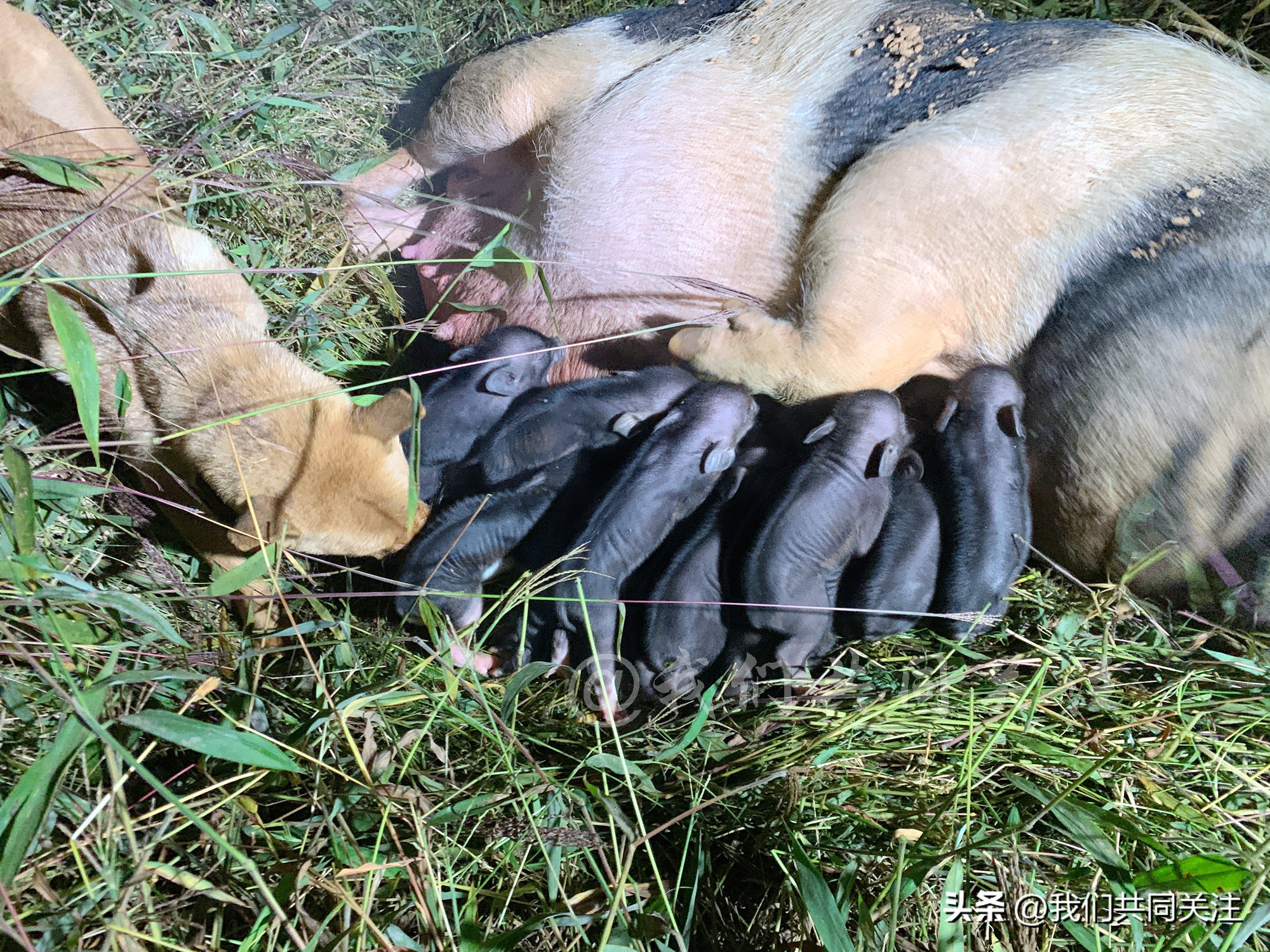 中华田园犬人工繁殖,中华田园犬遇到人类幼崽