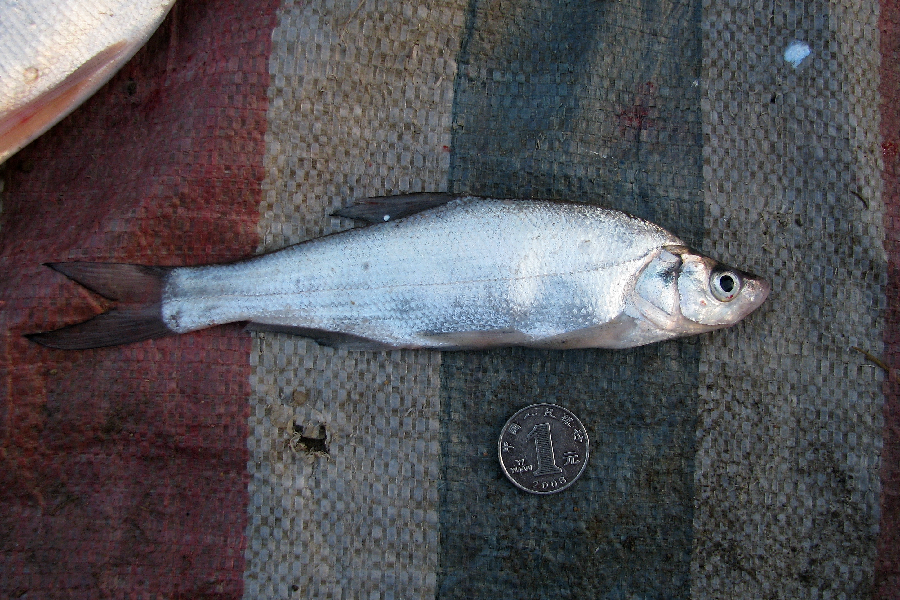 黑龙江鱼类大全名称,黑龙江十大出名鱼排名